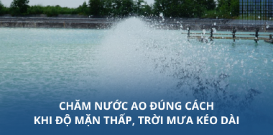 Chăm nước ao đúng cách khi độ mặn thấp và trời mưa kéo dài